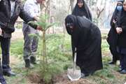 کاشت نهال و تقدیر از کارکنان شاغل در بخش باغبانی دانشکده پرستاری و مامایی دانشگاه علوم پزشکی تهران به مناسبت روز درختکاری