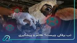 تب برفکی دامی Foot and Mouth Disease