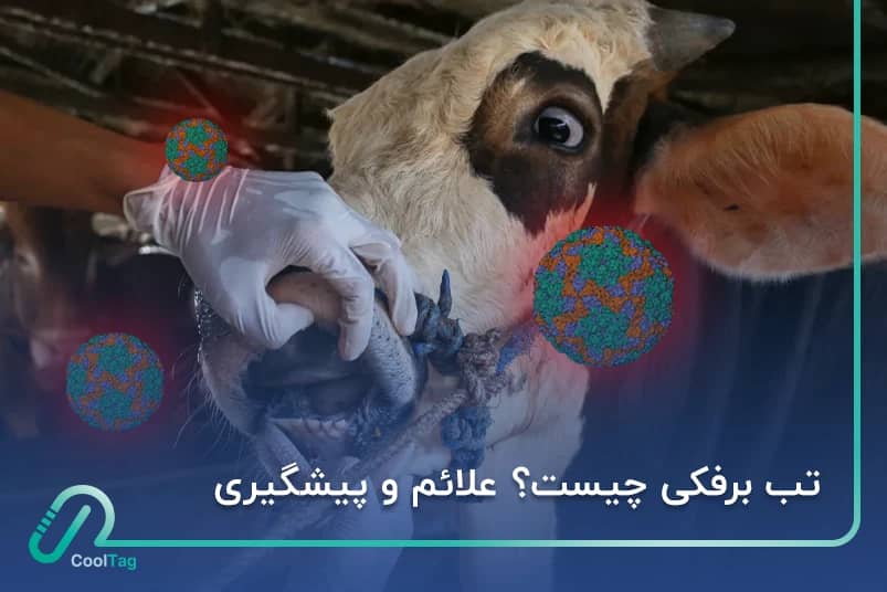 تب برفکی دامی Foot and Mouth Disease